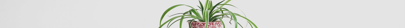 Mesa de madera minimalista con planta sobre fondo blanco — decoración minimalista en casa
