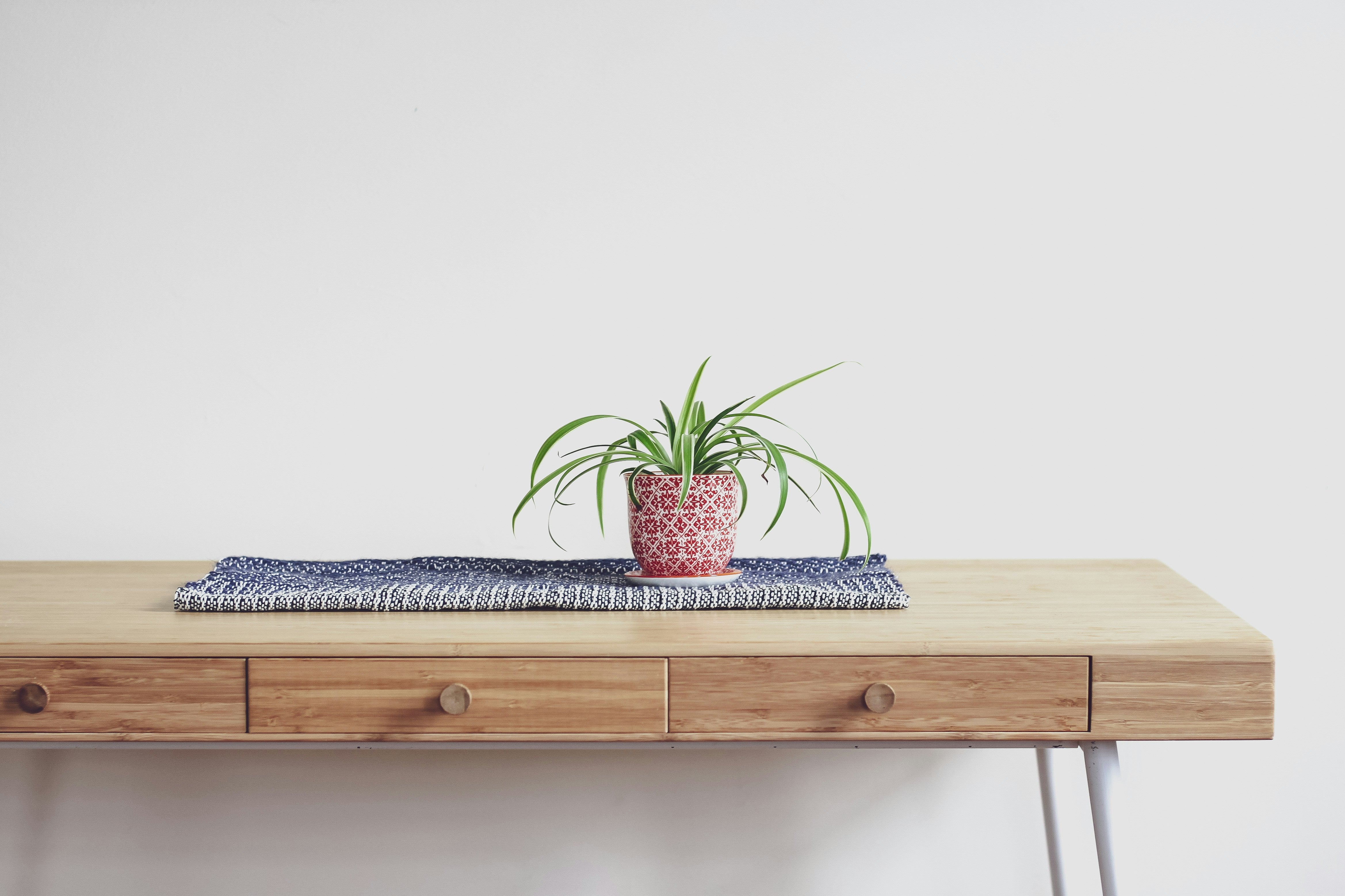 Mesa de madera minimalista con planta sobre fondo blanco — decoración minimalista en casa